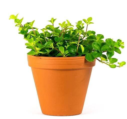 Gardners.cz Peperomia rotundifolia