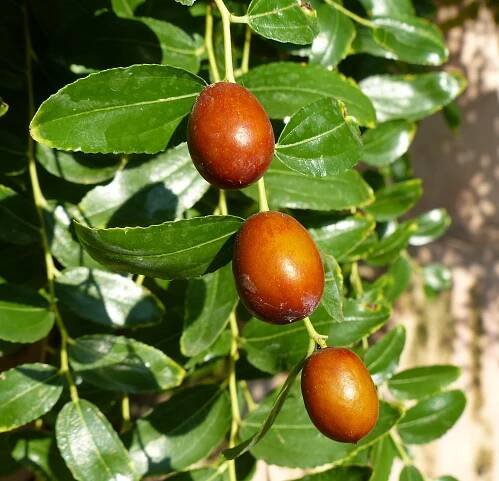 Ziziphus jujuba Mill. - Portale della Flora d'Italia / Portal to the Flora of Italy