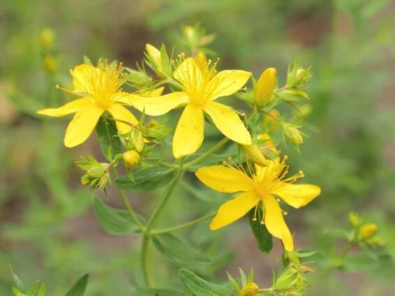 Ľubovník bodkovaný (Hypericum perforatum)