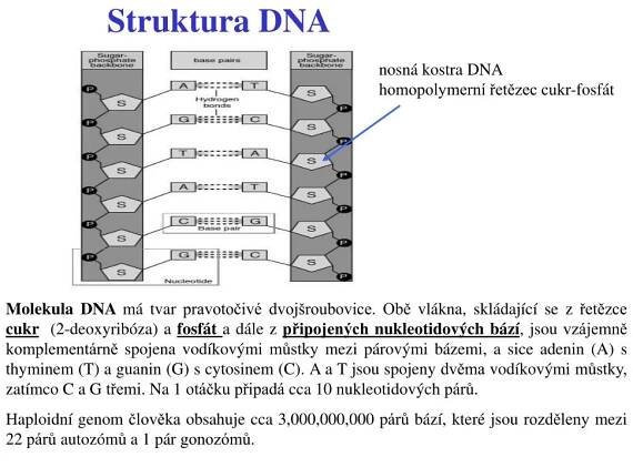 PPT - Základy Geneti ky PowerPoint Presentation, free download - ID:4471617
