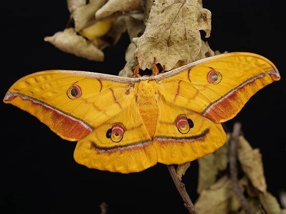 imago - samica