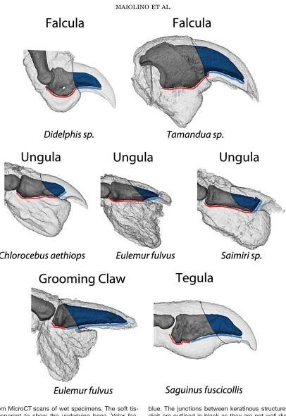 Platyrrhine Evolution Research Papers - Academia.edu