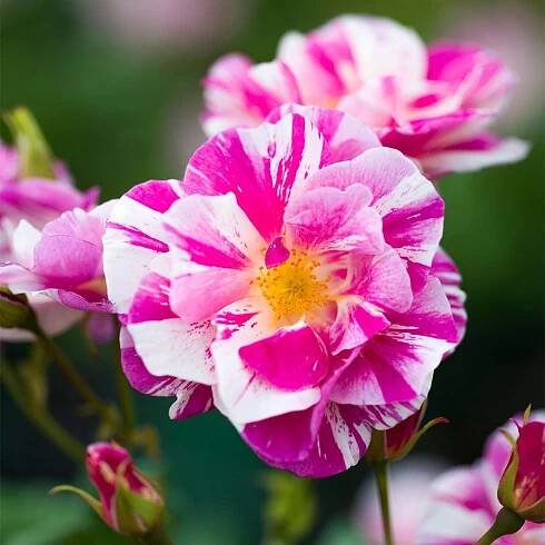 Introducing The King's Rose™ by David Austin | Highgrove News & Blog 