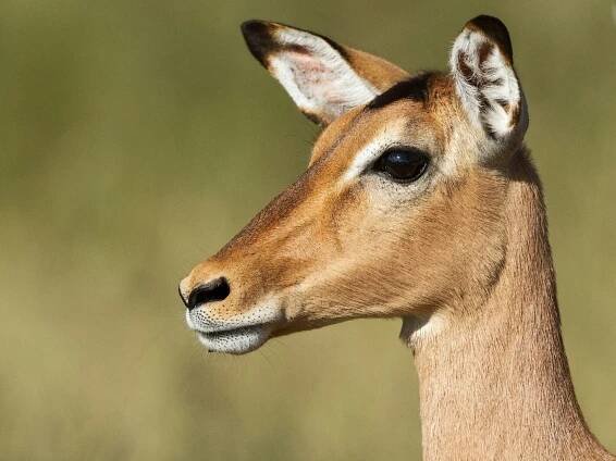 Není úniku: Malá impala je ulovena obrovskou krajtou, ale nakonec se jí zmocní hyena - NeposlušnéTlapky