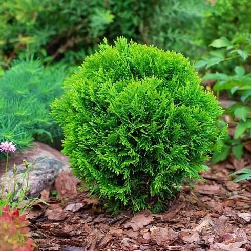 Zerav západní DANICA Thuja MINIATURNÍ ZELENÁ KOULE NA ZAHRADU hustá 