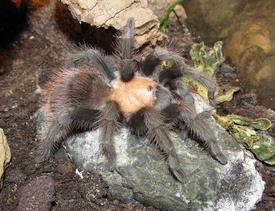 Brachypelma albiceps