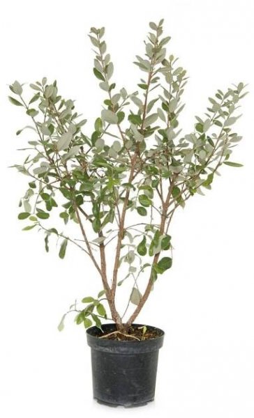 indoor guava