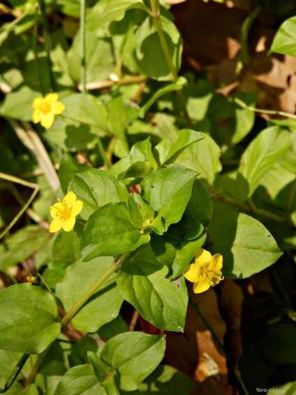 Vrbina hajní (Lysimachia nemorum)
