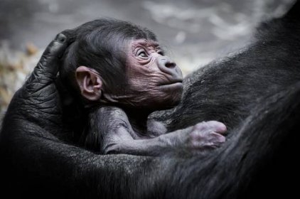 Gorilí mládě se jí musí držet samo: Tvrdá výchova od mámy Shindy