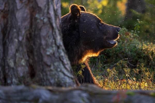 Photo: Magnus Lundgren/Swedensbigfive.org