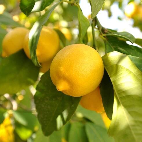 Dwarf Eureka Lemon Tree