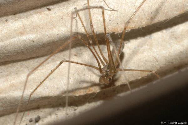 Česká arachnologická společnost - Pholcus opilionoides (Schrank, 1781) [třesavka sekáčovitá] → Čeleď: Pholcidae → Rod: Pholcus