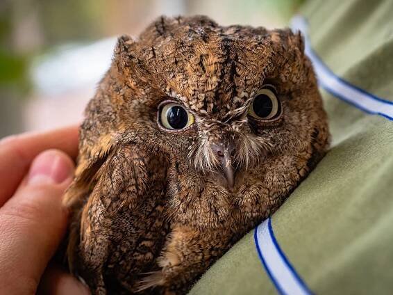 Kolik Scops Owl váží?