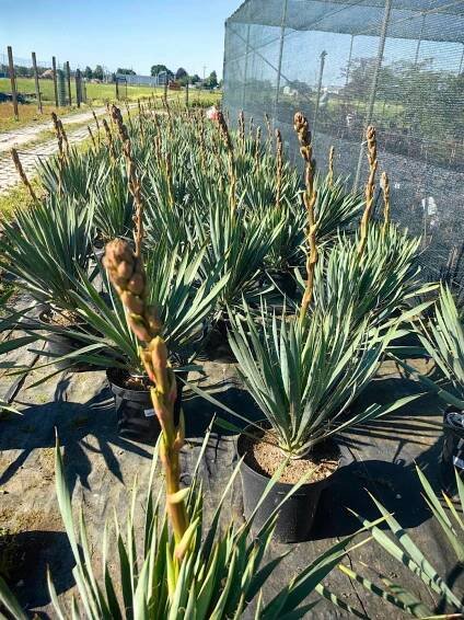 Yucca filamentosa – Juka karolinská – velká krásná sazenice za 864.00CZK - Allegro
