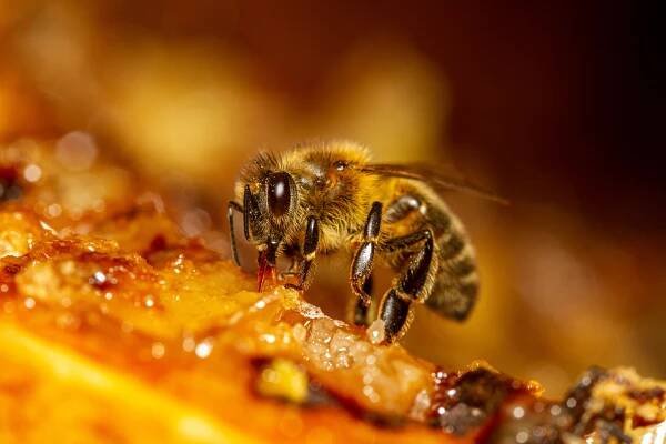 Honeybee collecting honey from a honeycomb.