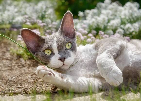 Málo známá plemena koček: Devon rex, kočičí skřítek, který hřeje - Mazličkoviny