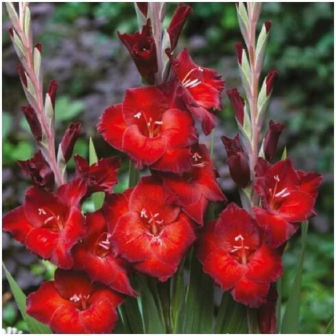 Mečík Azuro – Gladiolus – hlízy mečíku