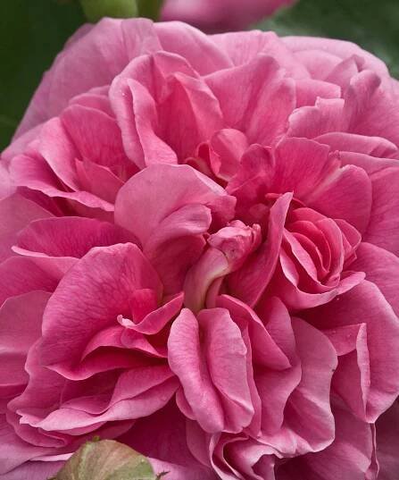 Rosa 'Gertrude Jekyll' with pink flowers