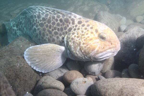 Spotted wolffish - Sjávarlíf