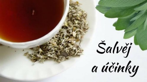 Šalvěj a jeho účinky (šalvějový čaj účinky) - Zdraví z přírody