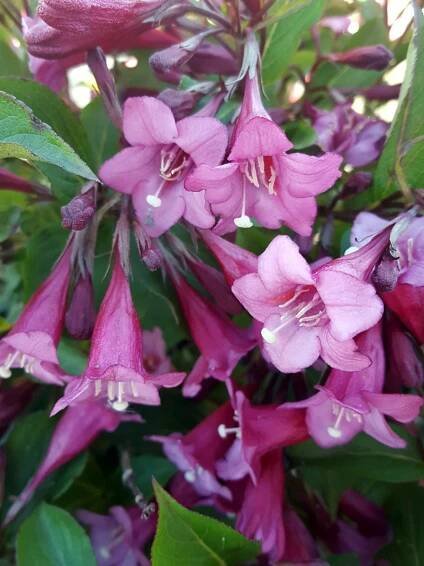 Weigela Rumba