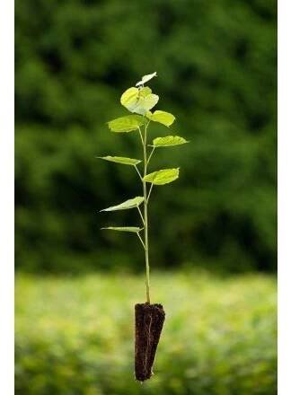 Sazenice GREENBOSS FLOWER Lípa srdčitá QP 40 (51/80) Tilia cordata