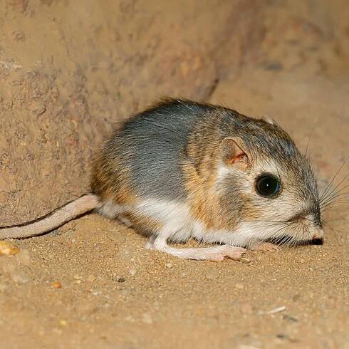 An Adorable Rodent Gives a Glimpse Into Earth’s Climate Chaos