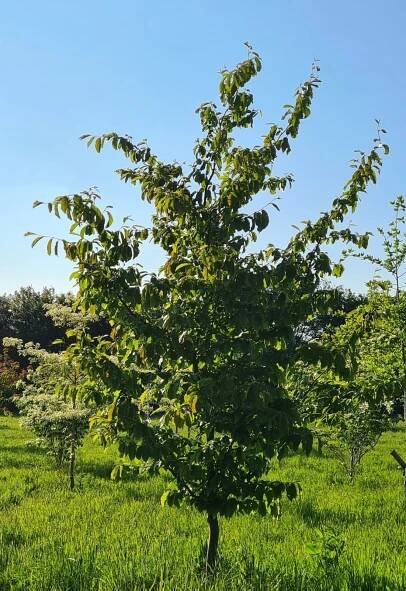 Parrotia persica 'Fastigiate'