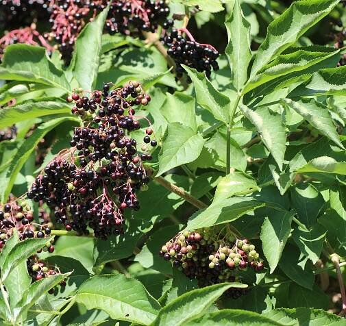 Sambucus nigra L. - Portale della Flora d'Italia / Portal to the Flora of Italy