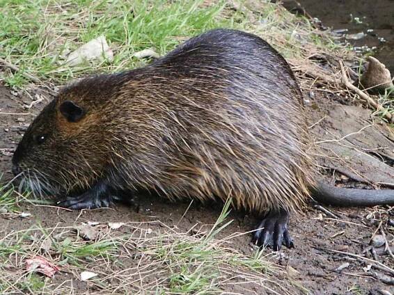 Přemnožené nutrie škodí v Českém ráji. Ochranáři přistoupí k jejich lovu