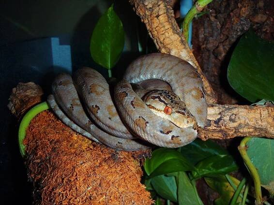 Psohlavci (Corallus) 2 - poradna.net