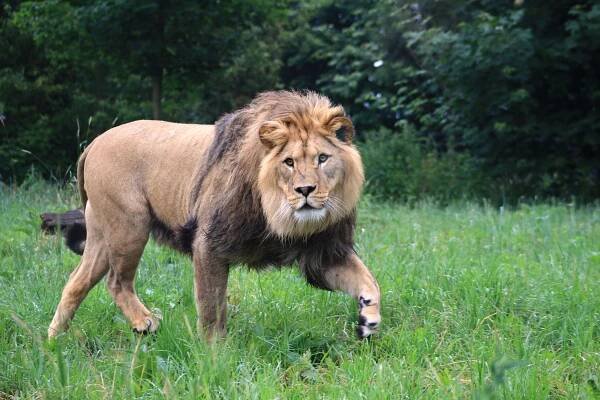 Safari Park Dvůr Králové - Dvůr Králové nad Labem