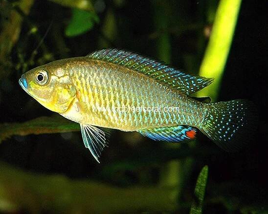 Fresh Water Fish-2