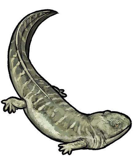 Notobrachyops