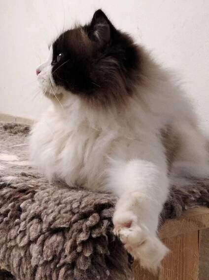 Benito – Corly-ragdoll.cz 