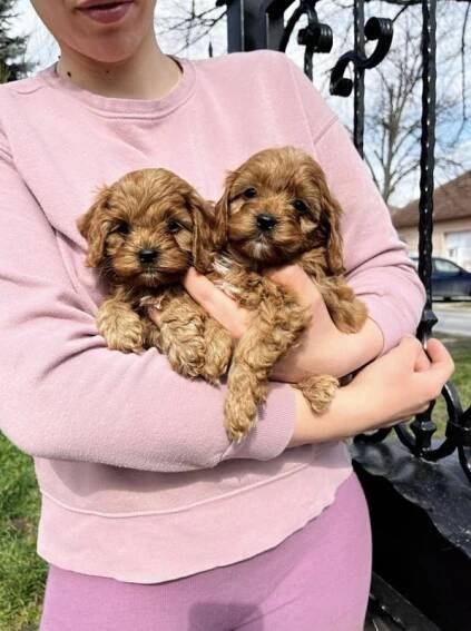 Seriózně.cz, Cavapoo štěňata na prodej