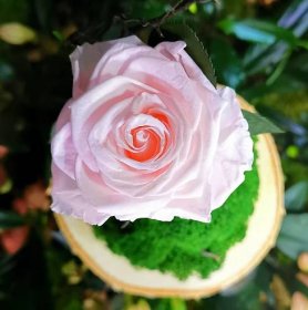 Pravá stabilizovaná růže ve skle XL 29cm .Bílý les za 1760 Kč - Allegro
