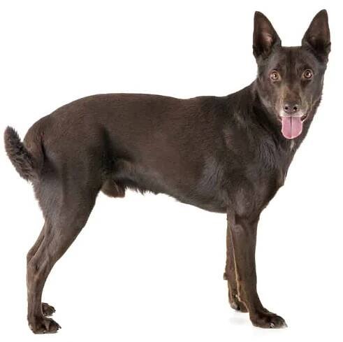Australská Kelpie v studio — Stock obrázek