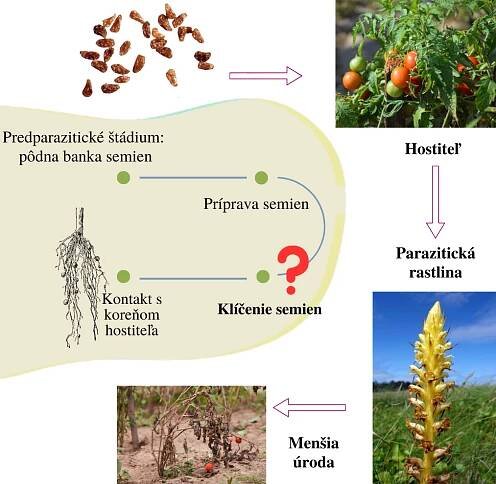Nová posila laboratória Danchenka sa zameria na parazitické buriny – Centrum biológie rastlín a biodiverzity SAV, v. v