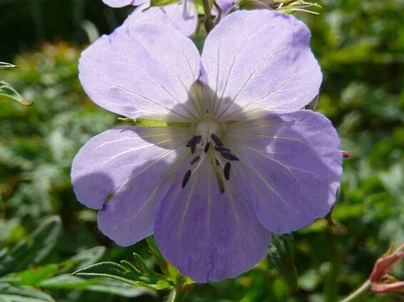 Kakost luční - Geranium pratense