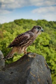 Poštolka obecná (Falco tinnunculus) – Ondřej Nágl