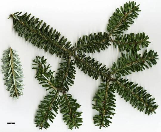 Abies koreana