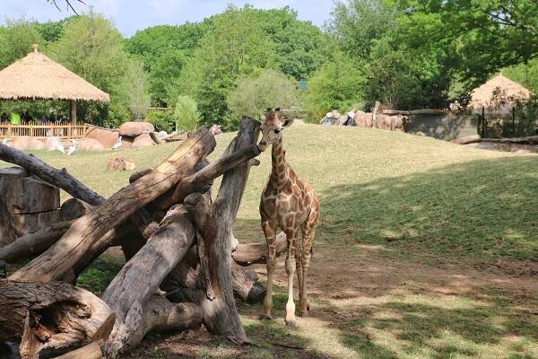 giraffe in habitat 