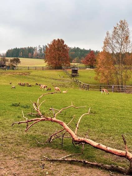 Do Světlé a okolí s dětmi | Vysočina s dětmi