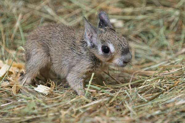 »Kolesový parník« – nový druh v Zoo Praha a spousta roztomilých mláďat | iportaL24.cz