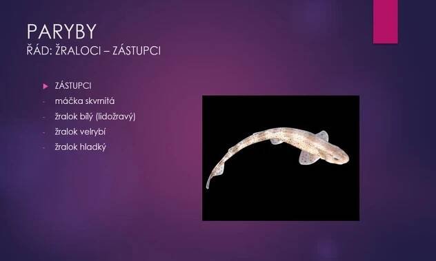 4. náhled výukového kurzu Paryby