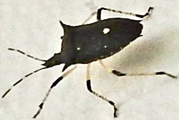 Insect Identification: Hemiptera examples page 1