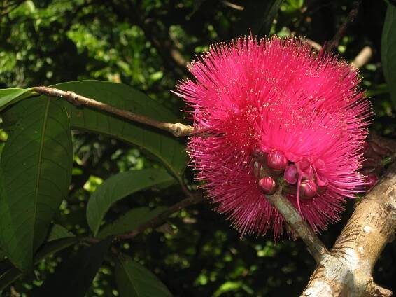 Syzygium malaccense