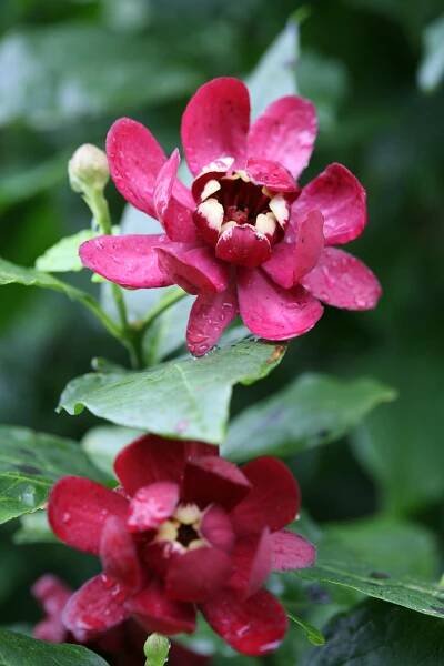 'Aphrodite' - Sweetshrub - Calycanthus x | Proven Winners