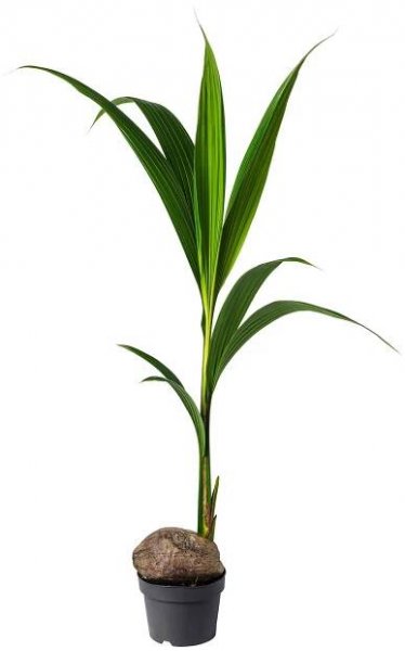 COCOS NUCIFERA Rostlina - kokosová palma 19 cm